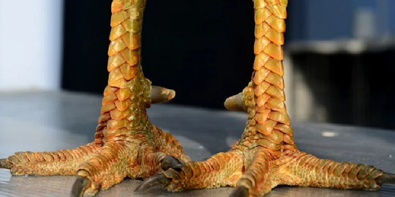 Vảy Xuyên Đao Là Gì? Lợi Ích Của Vảy Gà Xuyên Đao Chi Tiết 1 vay-xuyen-dao-loai-ga-nao-tot